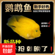 熱帶魚(yú)淡水觀(guān)賞魚(yú)活體熱帶魚(yú)財神魚(yú)鸚鵡魚(yú)發(fā)財魚(yú)臺版元寶財神包活 AAA精品黃元寶（8-10公分）3條