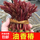紅油香椿樹(shù)苗食用香椿芽南北方陽(yáng)臺庭院種植矮化多頭香椿苗批發(fā) 4年苗2棵 0.3厘米以下
