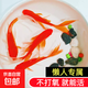 草金魚(yú)好養耐活長(cháng)尾大紅草觀(guān)賞魚(yú)錦鯉活體冷水魚(yú)淡水魚(yú)金魚(yú)紅草魚(yú) 5-7cm買(mǎi)10條送10條到手20條