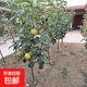 梨樹(shù)苗嫁接秋月梨碭山梨庭院陽(yáng)臺盆地栽南北方種植梨樹(shù)果樹(shù)苗木 梨樹(shù)苗1cm粗【優(yōu)質(zhì)壯苗】