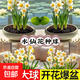 漳州水仙花種球水養花卉球根大球室內外冬季水培植物盆栽好養活 漳州水仙大球1個(gè)[周長(cháng)18-22cm]（不含盆）