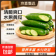 壽光水果黃瓜山東時(shí)令果蔬小青瓜蔬菜火鍋食材清脆爽口產(chǎn)地直發(fā) 水果黃瓜帶箱3斤【鮮享】