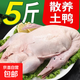 【散養特大土鴨】農村整只麻鴨水鴨新鮮現殺鴨肉帶頭爪翅心肝鴨子 散養大土鴨一只【凈重4.5-5斤】