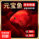 熱帶魚(yú)淡水觀(guān)賞魚(yú)活體熱帶魚(yú)財神魚(yú)鸚鵡魚(yú)發(fā)財魚(yú)臺版元寶財神包活 AAA精品紅元寶（8-10公分）3條