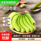 【東東農場(chǎng)專(zhuān)供】云南高山大香蕉當季水果青皮發(fā)貨放熟吃新鮮水果 帶箱8斤凈重7.5斤+青果發(fā)貨