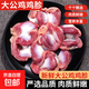 大公雞雞胗新鮮冷凍大號雞胗雞肫雞雜燒烤鹵味火鍋食材雞胃凈重 大公雞雞胗 6斤裝凈重