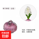 風(fēng)信子種球水培室內外水養花卉四季盆栽植物土培套裝進(jìn)口大花種子 風(fēng)信子種球1個(gè)【白色不含花瓶】【周長(cháng)15厘米】 其他