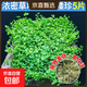 瘋狂水草魚(yú)缸造景擺件莫斯植物爬地矮珍珠日本趴地增氧高珍珠水草 （新手濃密草坪）爬地矮珍5片（約8*8cm）