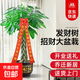 辮子發(fā)財樹(shù)客廳盆栽大型室內綠植招財樹(shù)辦公室喬遷開(kāi)業(yè)落地植物 【招財進(jìn)寶】1.4-1.5米辮子款發(fā)財樹(shù)-福字盆