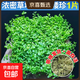 瘋狂水草魚(yú)缸造景擺件莫斯植物爬地矮珍珠日本趴地增氧高珍珠水草 （新手濃密草坪）爬地矮珍1片（約8*8cm）