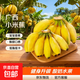 廣西小米蕉當季新鮮應季水果日日鮮香甜小香蕉芭蕉孕婦水果整箱 帶箱2斤 酸甜口的小香蕉