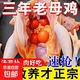 老土雞老母雞正宗3年土雞農家散養雞現殺新鮮雞肉雞腿雞胸肉整雞 2.1-2.5斤老母雞【帶內臟黃油】 1只送貨上門(mén)