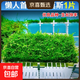 瘋狂水草魚(yú)缸造景擺件莫斯植物爬地矮珍珠日本趴地增氧高珍珠水草 （懶人草坪首選）大莫斯1片（約8*20cm）