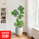 鴨腳木客廳大盆栽鴨掌木綠植八方來(lái)財室內大型落地感植物臥室 130-150cm菱形腰鼓白水泥盆