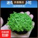 瘋狂水草魚(yú)缸造景擺件莫斯植物爬地矮珍珠日本趴地增氧高珍珠水草 （自帶營(yíng)養泥）迷你矮珍珠小坨