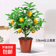 香水檸檬樹(shù)苗盆栽帶果可食用 50-60厘米檸檬樹(shù)培育盆當年結果 栽好發(fā)貨