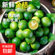 海南小金桔新鮮青檸檬青柑皮薄應當季奶茶店水果檸檬青桔皮薄多汁 金桔（5-10g）帶箱1斤 凈重 0.8