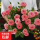 【年宵花】大盆玫瑰花盆栽月季陽(yáng)臺好養花卉耐寒四季循環(huán)開(kāi)花好養 【粉色夢(mèng)幻】仙度瑞拉玫瑰1盆+肥料/1加侖 含盆高度30-40厘米 帶花帶花苞發(fā)貨