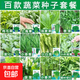 蔬菜種子套餐四季易種蔬菜種子陽(yáng)臺盆栽庭院夏秋冬季有機蔬菜種籽 大葉香菜+大葉菠菜+上海青 蔬菜種子各1包