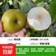 正宗秋月梨樹(shù)果苗嫁接冰糖雪梨蘋(píng)果梨碭山梨豐水梨當年結果活樹(shù)苗 翠冠梨 粗度1.5厘米高度60-70高（不帶分支）