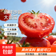 新鮮現摘老品種沙瓤番茄西紅柿自然熟汁水豐富農家自種 帶箱5斤重單果80g起 5斤