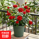 【年宵花】大盆玫瑰花盆栽月季陽(yáng)臺好養花卉耐寒四季循環(huán)開(kāi)花好養 【天生浪漫】紅色玫瑰1盆+肥料/1加侖 含盆高度30-40厘米 帶花帶花苞發(fā)貨