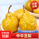 煙臺中華丑梨 太婆蜜梨軟梨子核小甜糯多汁當季新鮮水果整箱 中華丑梨4.5-5斤180g起
