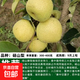 正宗秋月梨樹(shù)果苗嫁接冰糖雪梨蘋(píng)果梨碭山梨豐水梨當年結果活樹(shù)苗 碭山梨 粗度1.5厘米高度60-70高（不帶分支）