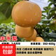 正宗秋月梨樹(shù)果苗嫁接冰糖雪梨蘋(píng)果梨碭山梨豐水梨當年結果活樹(shù)苗 豐水梨 粗度1.5厘米高度60-70高（不帶分支）