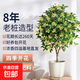 桂花樹(shù)苗室內綠植庭院嫁接桂花盆栽濃香型四季桂花室外耐熱好養 四季桂（原土培育盆發(fā)貨） 原生6年月月桂高約70cm（樹(shù)形優(yōu)美）