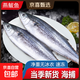 鲅魚(yú)新鮮冷凍馬鮫魚(yú)海捕黃海大鲅魚(yú)整條正宗馬鮫魚(yú)燕鲅魚(yú)海鮮批發(fā) 4-6兩/條*10條（凈重4.3斤-5.2斤）