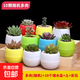多肉植物帶盆綠植花卉盆栽貴貨老樁群生玉樹(shù)玉露仙人掌肉 10顆多肉植物+蓄水盆+土