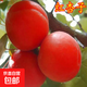 杏樹(shù)苗杏子苗巨杏子樹(shù)苗杏樹(shù)樹(shù)苗南北方種植庭院地栽盆栽果樹(shù)苗 紅杏子 5年苗（結果苗）