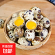 京喜加新鮮現撿農家雜糧喂養新鮮生鵪鶉蛋8g批發(fā)農家生鮮買(mǎi)菜 50枚生鮮鵪鶉蛋