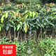 芒果樹(shù)苗嫁接四季芒金煌芒貴妃芒果苗樹(shù)盆栽矮化庭院陽(yáng)臺當年結果 金煌芒 3年苗一顆 80-110CM