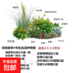 組合套餐花鏡植物盆栽植物簡(jiǎn)約庭院造型設計四季常綠耐寒耐熱好養 3號套餐組合苗木(適用3-5平方空間) 不含盆