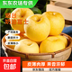 【東東農場(chǎng)專(zhuān)供】山東煙臺黃金奶油富士蘋(píng)果棲霞丑蘋(píng)果生鮮水果 帶箱2斤75mm+凈重1.6斤