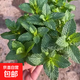 夏季驅蚊植物盆栽合集迷迭香薄荷碰碰香清香木室內外好養花卉綠植 薄荷 帶加侖盆發(fā)貨1盆