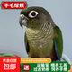 小太陽(yáng)鸚鵡活體寵物黏人小鳥(niǎo)鸚鵡活寵鸚鵡手養活物京東包郵包活 綠頰雛鳥(niǎo)（帶卡）包活到家