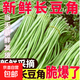 新鮮長(cháng)豆角豇豆現摘現發(fā)蔬菜豆角蕓豆生鮮 帶箱2斤