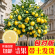嫁接香水檸檬樹(shù)苗正宗廣東苗無(wú)籽檸檬盆栽四季南北方當年結果 精品檸檬【8年苗】結果多多