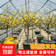 臘梅花樹(shù)苗庭院地栽耐寒冬季開(kāi)花卉植物陽(yáng)臺濃香原生高桿素心臘梅 【原生臘梅】2CM粗 高1.3米左右 不含盆