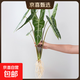 純水培銀脈劍葉海芋客廳臥室辦公桌好養活綠植網(wǎng)紅熱植 45-55cmA級水培劍葉（4片大葉片）不含瓶