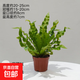 火焰鳥(niǎo)巢蕨盆栽綠植室內客廳桌面花卉好養防輻射凈化空氣花卉植物 鳥(niǎo)巢蕨+底碟+肥料 含盆