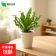 火焰鳥(niǎo)巢蕨盆栽綠植室內客廳桌面花卉好養防輻射凈化空氣花卉植物 鳥(niǎo)巢蕨+ins冰激凌樹(shù)脂吸水盆 含盆