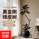 黑金剛橡皮樹(shù)綠植高級感客廳大盆栽大型網(wǎng)紅高級感植物四季好養 黑金剛-單飄-1.2-1.4m-黑色創(chuàng  )意圓球樹(shù)脂盆