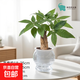 發(fā)財樹(shù)盆栽綠植室內客廳桌面凈化空氣迷你擺件懶人好養花卉植物 單桿發(fā)財樹(shù)+水晶球樹(shù)脂吸水盆