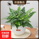 吉姆蕨盆栽蕨類(lèi)植物好養活四季懶人門(mén)口室內辦公室電視柜旁邊綠植 吉姆蕨配小號白色磨砂球盆