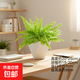 波斯頓蕨懶人盆栽綠植室內桌上凈化空氣四季常青網(wǎng)紅蕨類(lèi)造景植物 波斯頓蕨+小菱形樹(shù)脂套盆 含盆