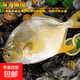 特大號金鯧魚(yú)新鮮活冷凍金昌魚(yú)深海鯧魚(yú)平魚(yú)海鮮水產(chǎn)魚(yú)類(lèi)批發(fā)凈重 新鮮大號金鯧魚(yú)發(fā)5條【肉質(zhì)鮮嫩】每條450克左右